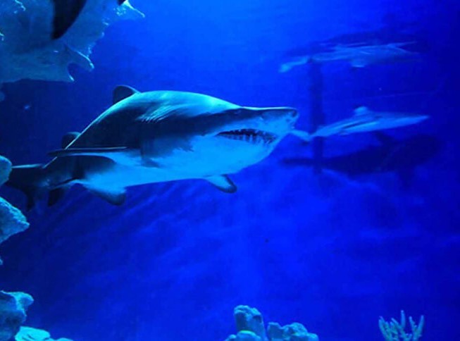 Aquaria KLCC (6).jpg