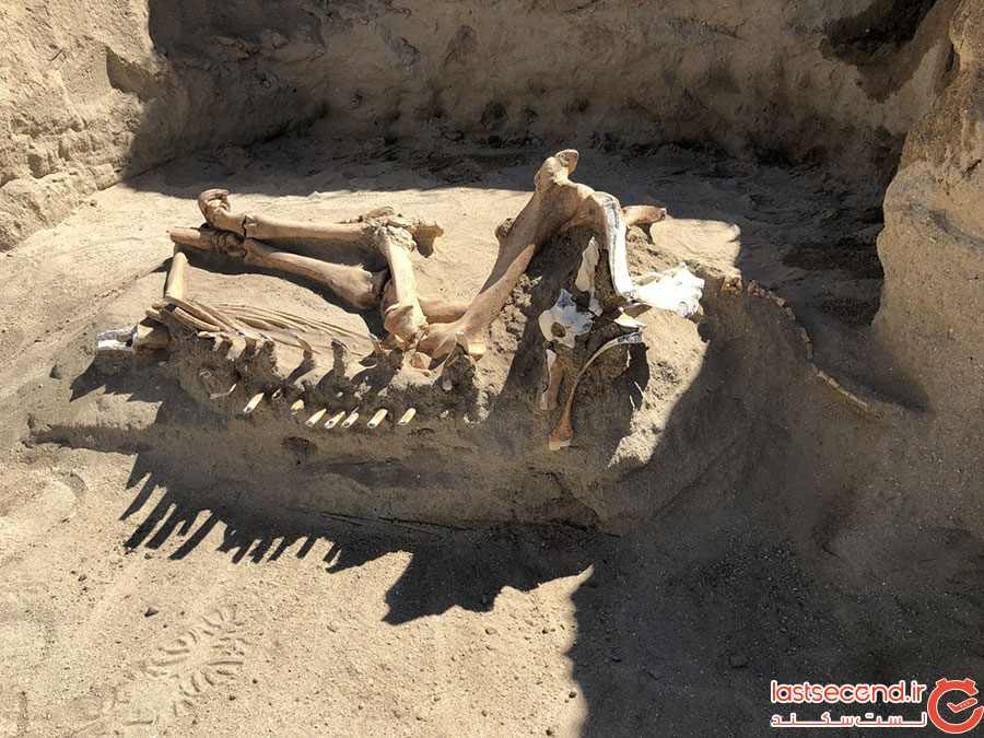 بقایای اسبی از عصر یخبندان در حیاط خانه‌ای کشف شد!