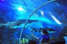 Aquaria KLCC (4).jpg
