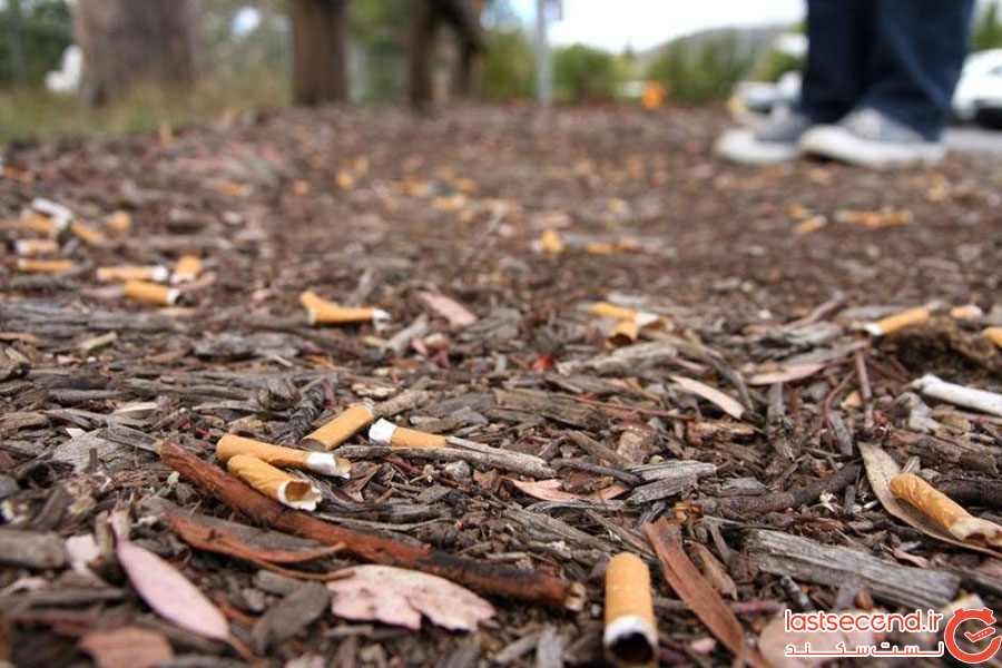 سیگارهایی که تبدیل به درخت خواهند شد