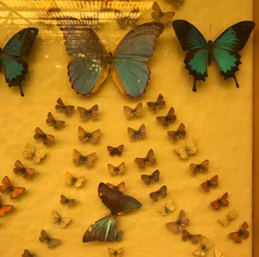 باغ موزه پروانه ها اصفهان: همه آنچه قبل از رفتن باید بدانید | لست سکند