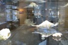 Isfahan Seashell Museum (9).jpg
