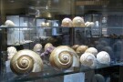 Isfahan Seashell Museum (7).jpg