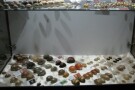 Isfahan Seashell Museum (4).jpg