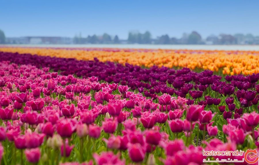 مزرعه گل‌های لاله در هلند