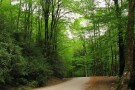 Lafoor Forestry (1).jpg