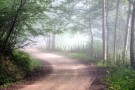 Lafoor Forestry (2).jpeg