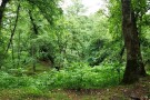Lafoor Forestry (3).jpg