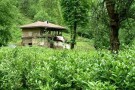Lafoor Forestry (5).jpg