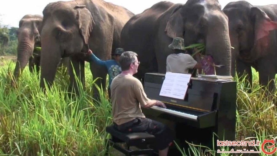 پیانو زدن برای فیل ها بازنشسته در تایلند