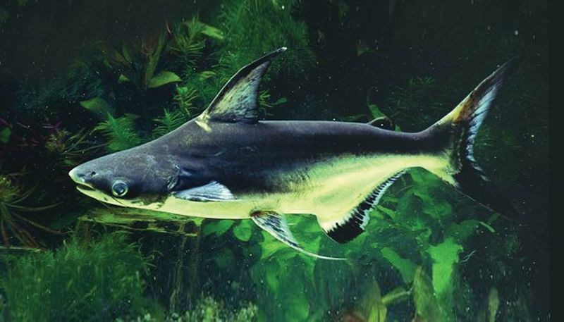 Isfahan Aquarium-02.jpg