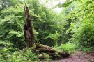 Alangdarreh Jungle (2).jpg