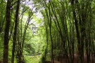 Alangdarreh Jungle (6).jpg