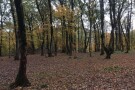 Alangdarreh Jungle (7).jpg