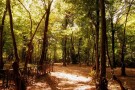 Alangdarreh Jungle (1).jpg