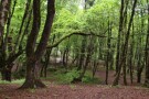Alangdarreh Jungle (4).jpg