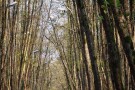 Gisum Forest Park (2).jpg