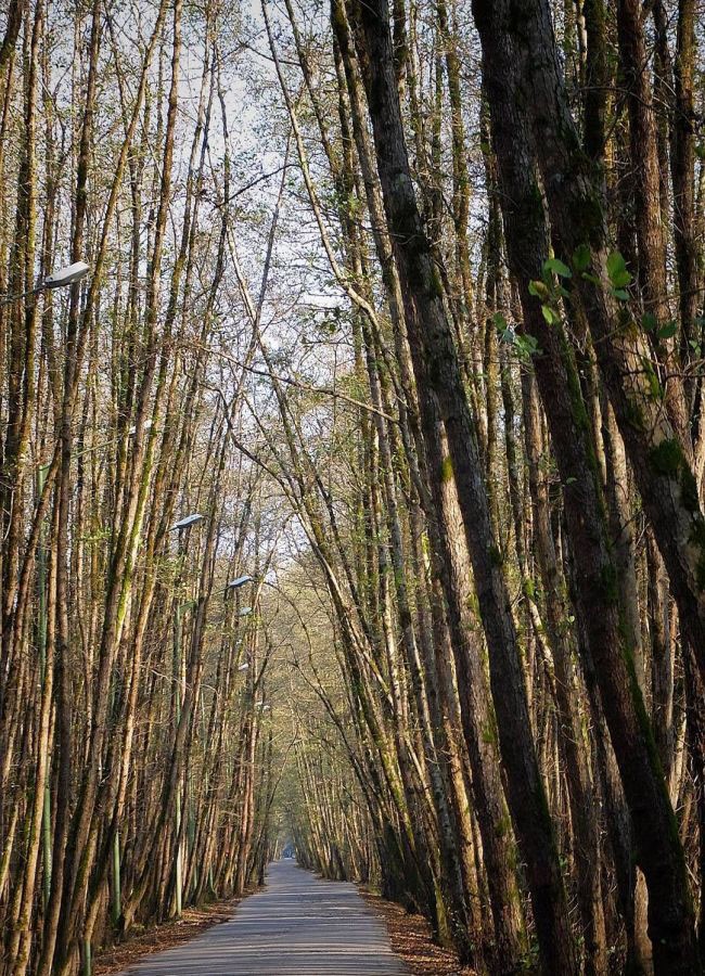 Gisum Forest Park (2).jpg