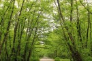Gisum Forest Park (7).jpg