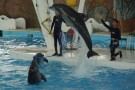 Kish Dolphin Park (1).jpg