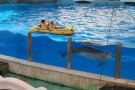 Kish Dolphin Park (2).jpg