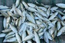 Bandar Abbas Fish Market (4).jpg