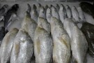 Bandar Abbas Fish Market (1).jpg