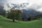 Clouds Forest (4).jpg