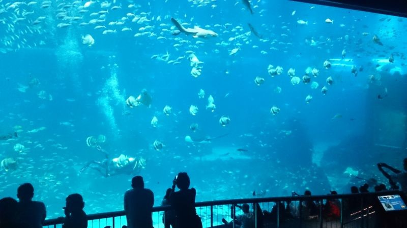 S.E.A. Aquarium (2).jpg