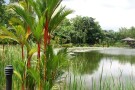 Singapore Botanic Gardens (4).jpg