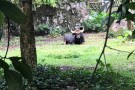 Zoo Negara (4).jpg
