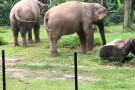 Zoo Negara (5).jpg