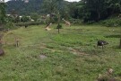Zoo Negara (3).jpg
