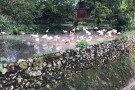Zoo Negara (2).jpg