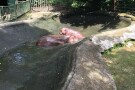 Zoo Negara (1).jpg