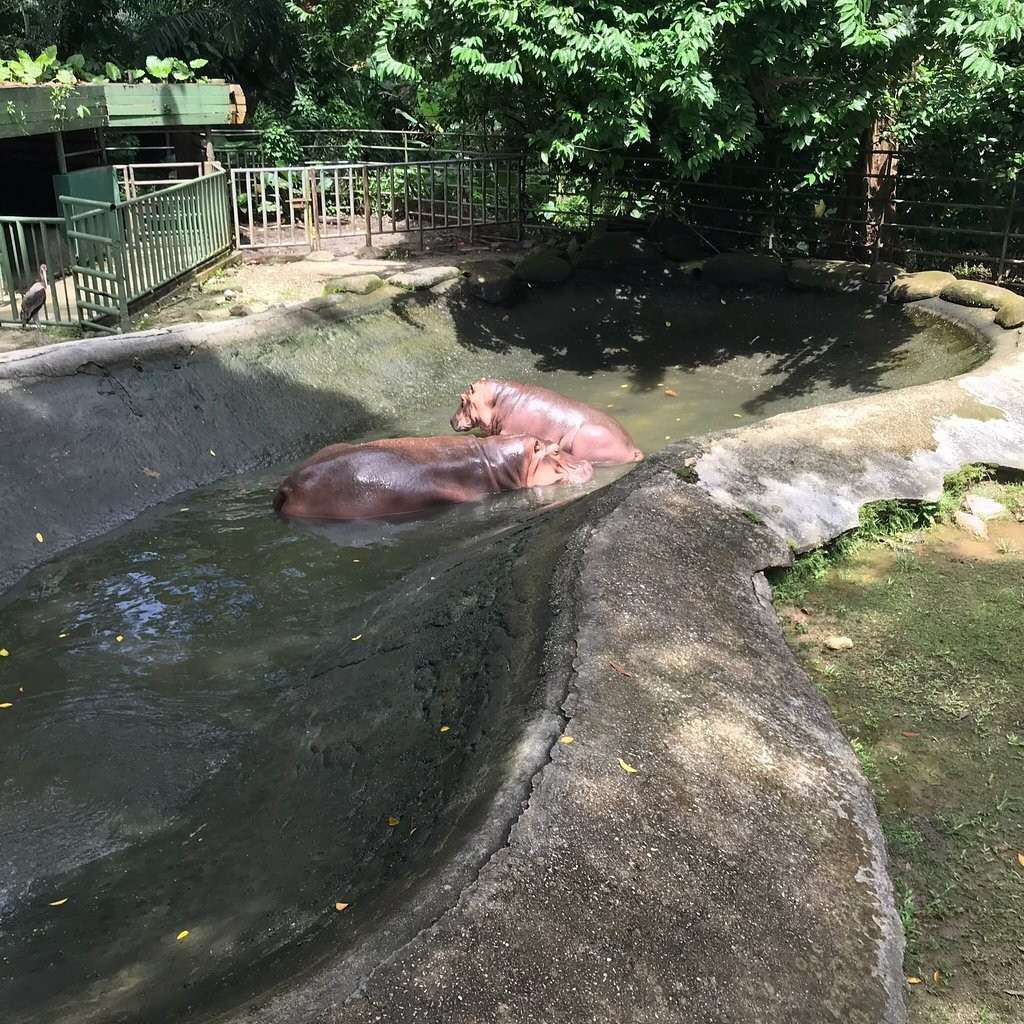Zoo Negara (1).jpg
