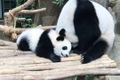 Zoo Negara (7).jpg
