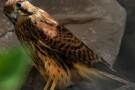 Birds Garden (5).jpg