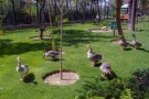 Birds Garden (1).jpg