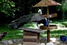 Birds Garden (2).jpg