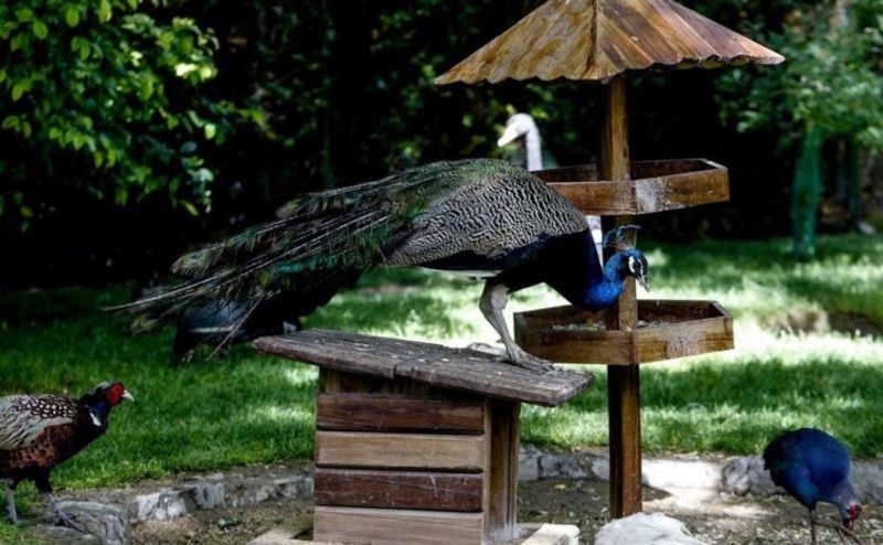 Birds Garden (2).jpg