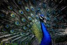 Birds Garden (6).jpg