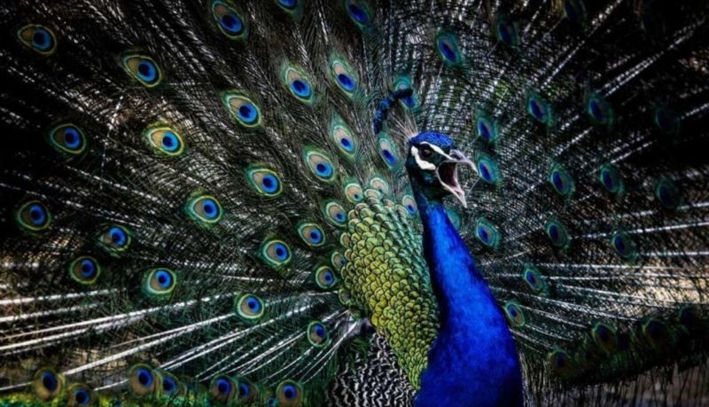 Birds Garden (6).jpg