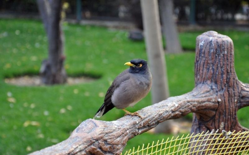 Birds Garden (3).jpg