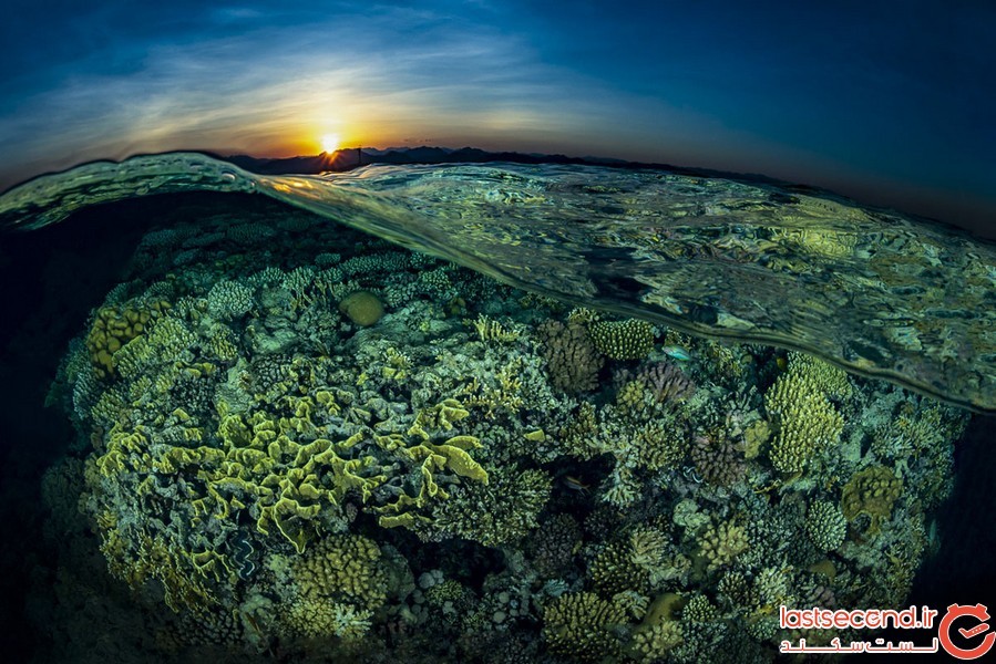 برندگان مسابقه عکاسی از زیر آب اقیانوس 2018 مشخص شدند