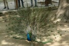 Park e Shahr (1).jpg