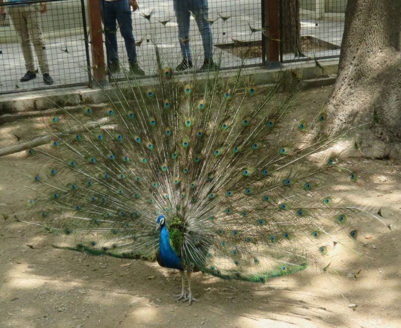 Park e Shahr (1).jpg