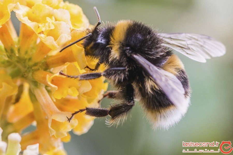 بزرگترین گونه زنبور جهان در اندونزی کشف شد