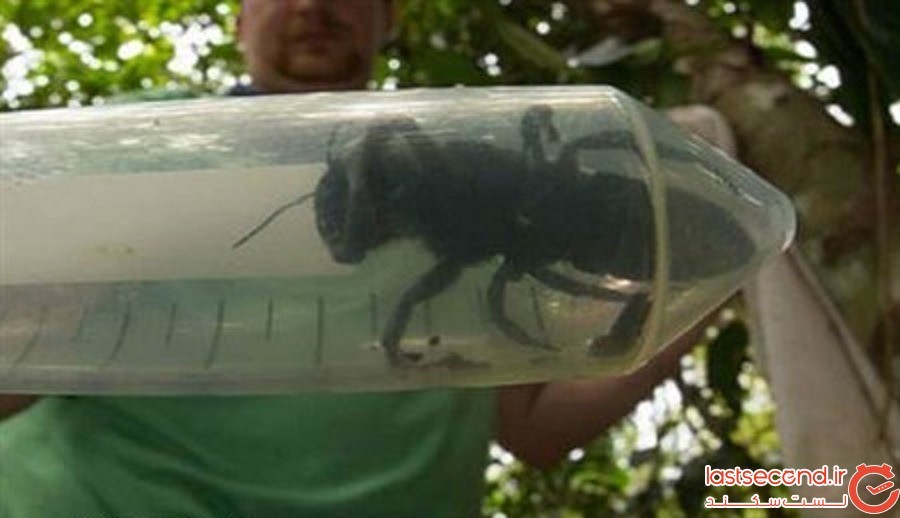 بزرگترین گونه زنبور جهان در اندونزی کشف شد