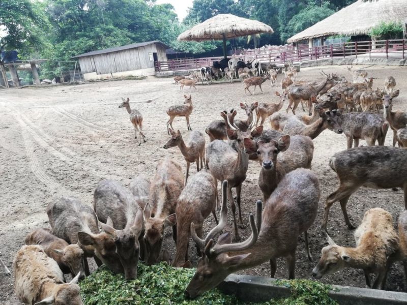 A Famosa Park Wild Life (1).jpg